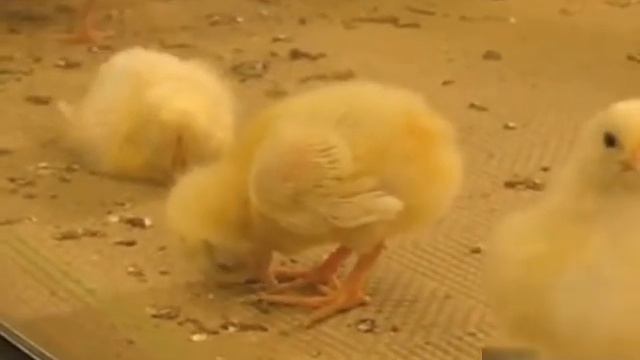 Приколы с животными Цыпленок засыпает стоя смотреть онлайн