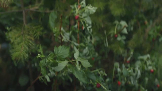 Таёжный Дар. Существует в природе. Все в сборе смотреть онлайн