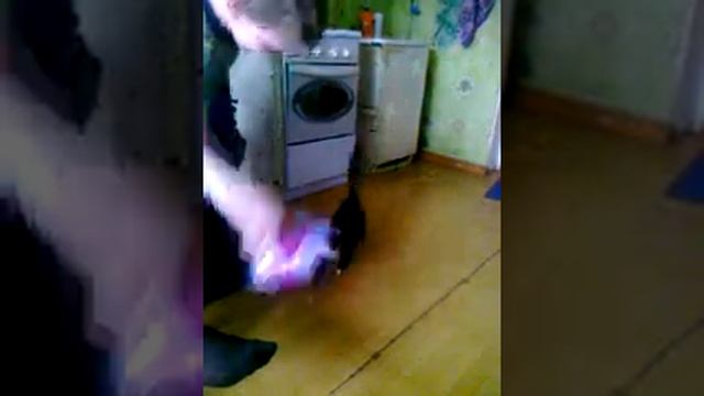 Действие РЕКЛАМЫ "Вискас" на ДОМАШНИХ кошек.))))))) смотреть онлайн