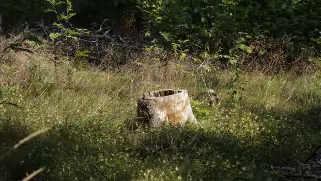 Canon EOS 600D смотреть онлайн