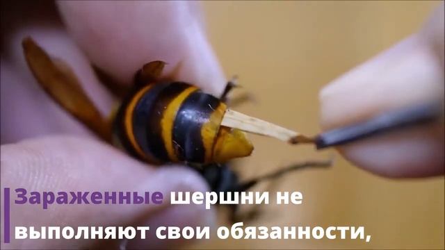 Черви-паразиты превращают шершня в зомби смотреть онлайн