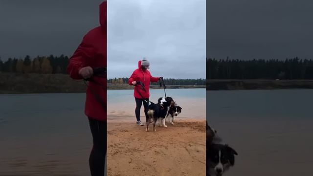 Когда пытаешься привлечь собак для фото ? #дрессировкасобак #аусси #собака смотреть онлайн