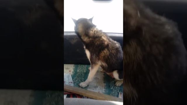 Благотворительный фонд Помощь животным. Сахалин смотреть онлайн