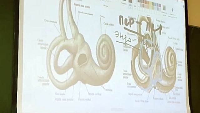 Внутреннее ухо. Как понять за 30 минут? Подробный разбор смотреть онлайн