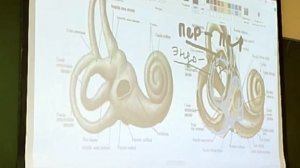Внутреннее ухо. Как понять за 30 минут? Подробный разбор