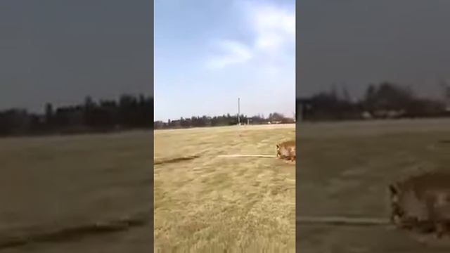 Смотрите обязательно это видео собака собака как это делать смотреть онлайн