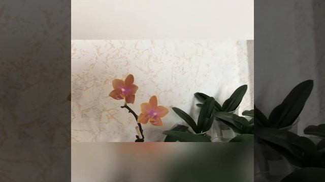 Что цветёт у меня сейчас ? такое количество орх вы еще не видели ? что делать с затемнением? ? смотреть онлайн