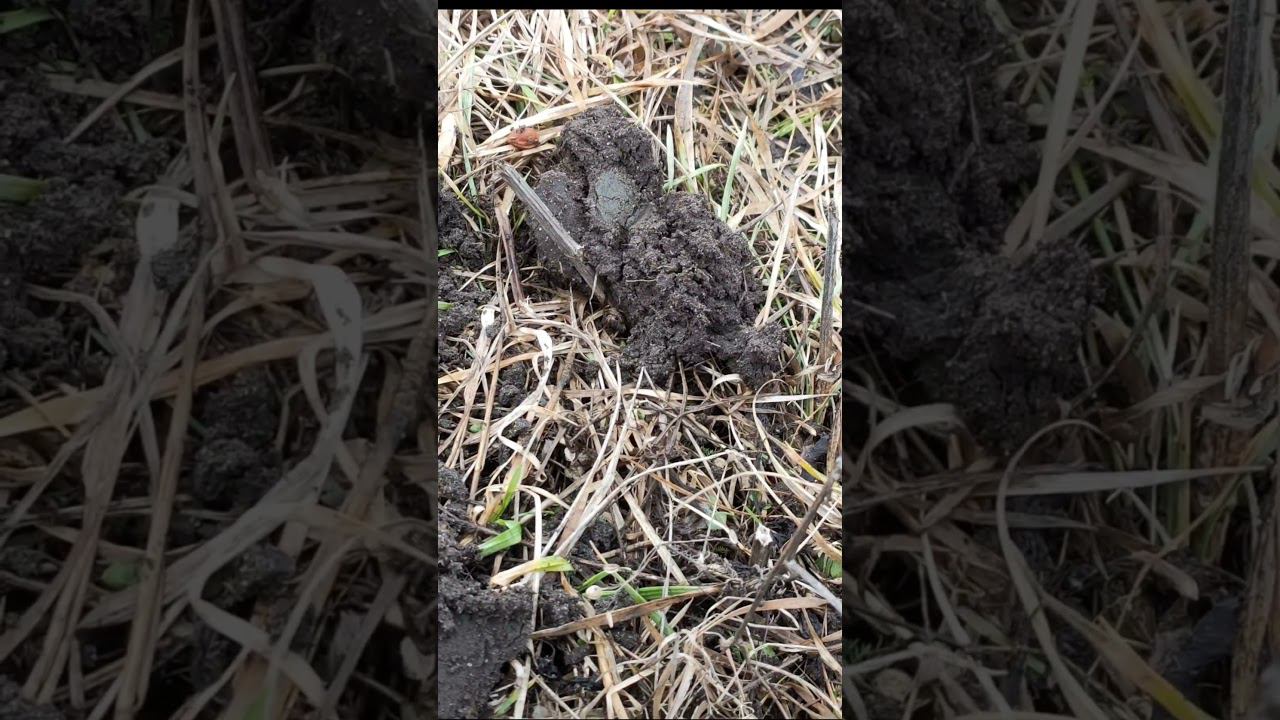 Был неплохой сигнал! смотреть онлайн