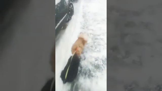 выгул шпицев))🦴🦴 смотреть онлайн