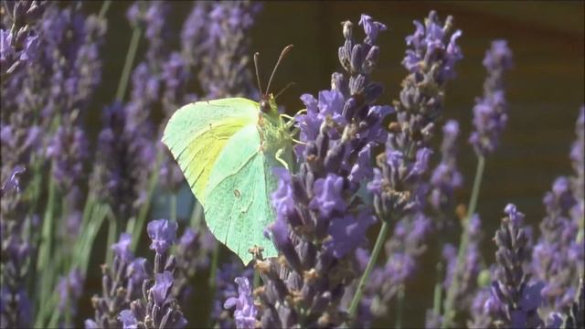 Cleopatra Butterflies Gonepteryx cleopatra males feeding on Lavender, Ardeche, South of France смотреть онлайн