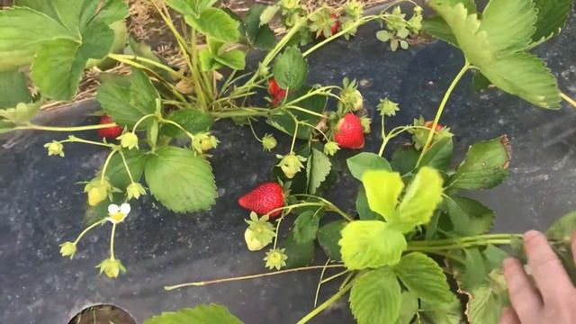 Клубника Флёр смотреть онлайн