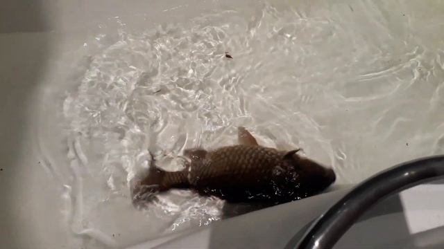 ЖЕСТЬ! У меня в ванной живой карась! смотреть онлайн