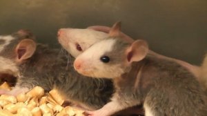 Чем опасны грызуны?