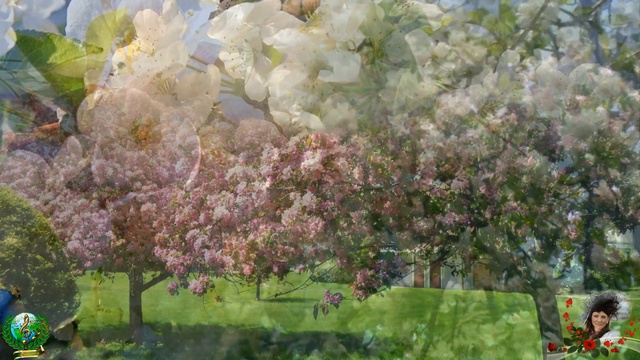 __14_Яблоневый вечер٭))Исполняет Лариса Хижняк٭٭)))