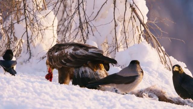 Спокойная Музыка Для Снятия Стресса ? RELAXING PIANO - Music - Белый Шум - Stress Relief Music смотреть онлайн