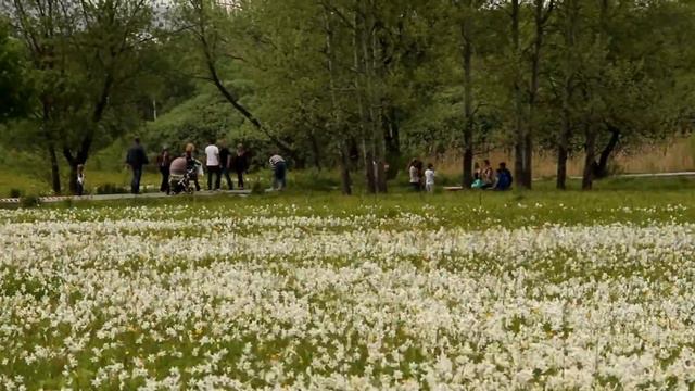 Паломництво в Долину нарцисів смотреть онлайн