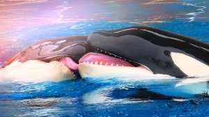 Звуки касаток или как поют касатки?