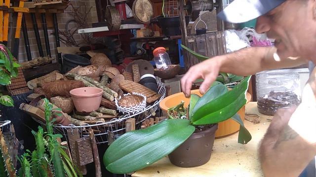 Tudo sobre o cultivo da orquídea mais conhecida no mundo a PHALAENOPSIS смотреть онлайн