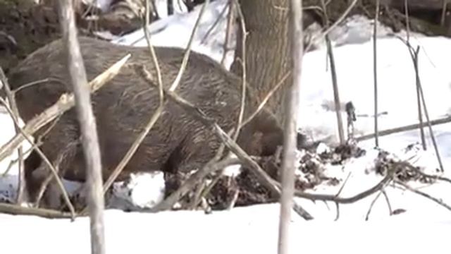 Кабаниха копает смотреть онлайн