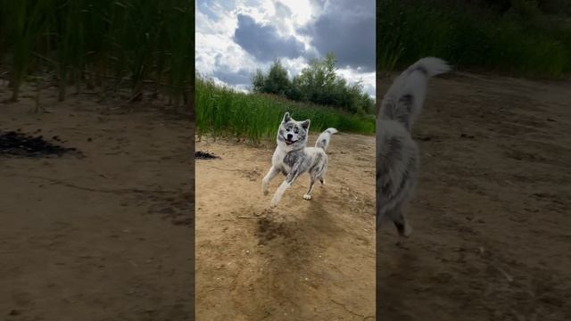 Дурь)) смотреть онлайн