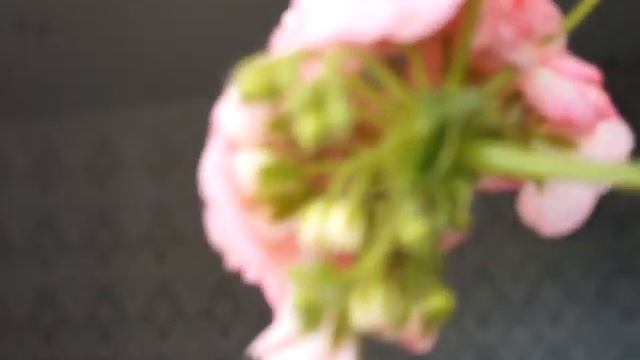 Пеларгония Юг-Принцесса Грейс смотреть онлайн