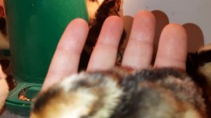 Результаты вывода 🐣Как определить пол ♂️♀️ суточного цыплёнка 🐥породы легбар