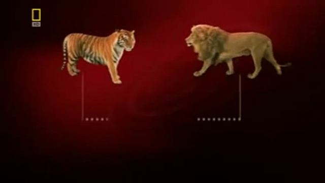 Прикол Лев+Тигр=Лигр смотреть онлайн