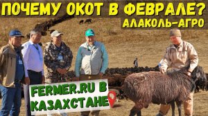 Даём второй шанс для 1000 овец. Сколько баранов нужно на одну отару для естественного осеменения?