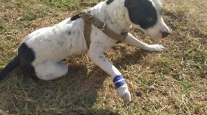 Чем лечить  рану собаке чтоб быстрее зажила?