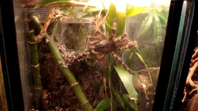 Poecilotheria regalis Bock vs. Acheta domesticus смотреть онлайн