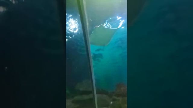 ТуркуаЗоо. Sea Life Аквариум. Стамбул \ Sea Life Aquarium. Istanbul смотреть онлайн