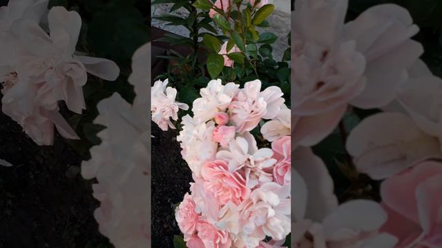 Природный балет