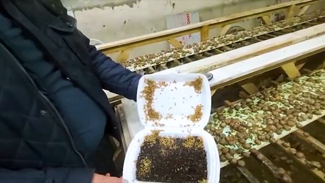 Улиточная ферма ... Малек улитка 2000шт Экодеревушка г Коломна смотреть онлайн