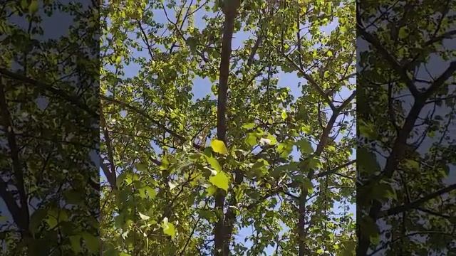 Поёт куропатка смотреть онлайн