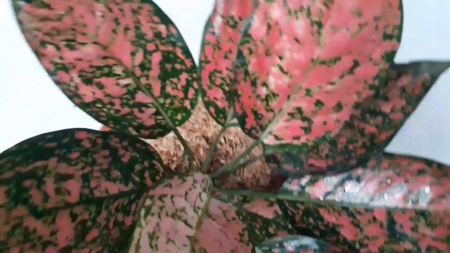 AGLAONEMA RUBY KOCIN , kam : 1-7-2021 смотреть онлайн