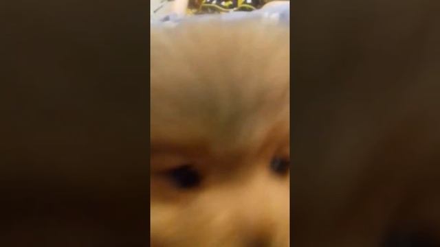 Щенок малый немецкий шпиц смотреть онлайн