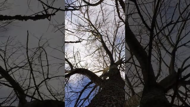 White Poplar (Populus alba) - canopy - February 2018 смотреть онлайн