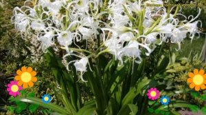 Исмена фесталис. Краткий обзор, описание характеристик, где купить луковицы ismene festalis