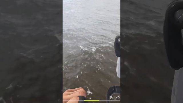 Зубатка на Норвежском море смотреть онлайн