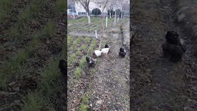 Кури Кохинхин Серебро смотреть онлайн