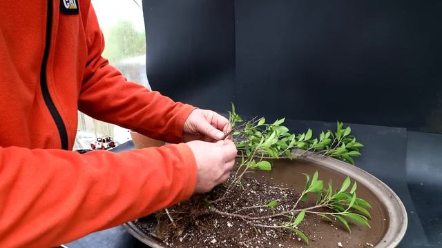 Creating Small Ficus Bonsai From Cuttings, The Bonsai Zone, Oct 2023 смотреть онлайн