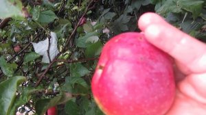 Яблоня Спартан. Сочное и сладкое яблоко.