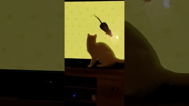 Cat chases mouse game смотреть онлайн