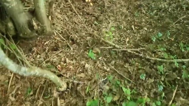 Fungо " zampe di gallina " 2020 / Mushroom / " Гусиная лапка " Гриб смотреть онлайн