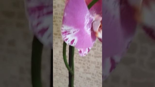 #Shorts. Орхидеи Fantano Viktorio. смотреть онлайн