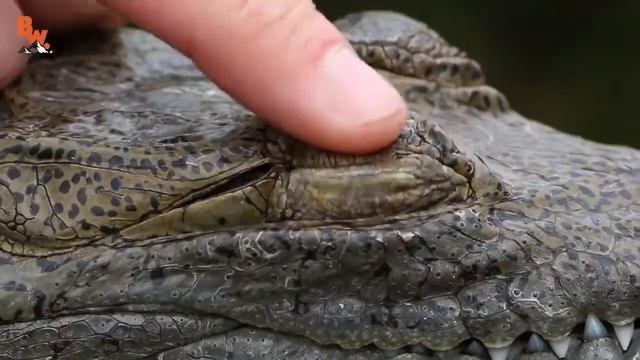 КРОКОДИЛ vs АЛЛИГАТОР в чем различие........ смотреть онлайн