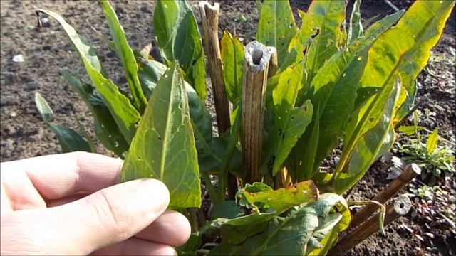 Шпинат Утеуша / Spinach of Uteusha смотреть онлайн