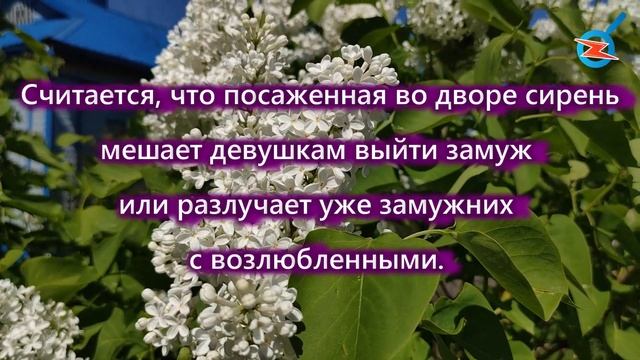 Три причины, почему сирень нельзя сажать во дворе и ставить в спальне смотреть онлайн