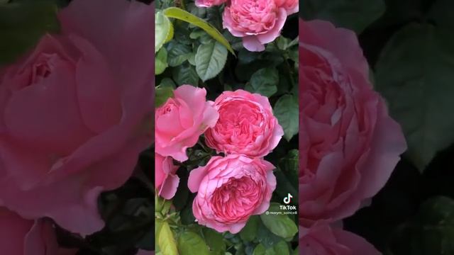 РЕКОЙ ТЕЧЁТ СУДЬБА МОЯ...💛🌹💛🌹💛🌹💛🌹💛🌹💛🌹💛🌹💛🌹💛🌹💛🌹💛🌹💛🌹💛🌹💛🌹💛🌹💛🌹💛🌹💛🌹💛 смотреть онлайн