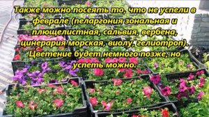 Сроки посадки цветочной рассады